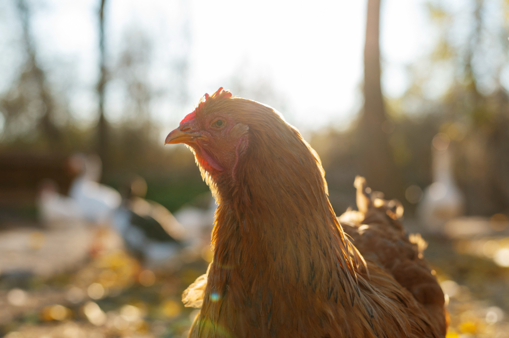 poulet-responsable-le-fournil-de-palmyre