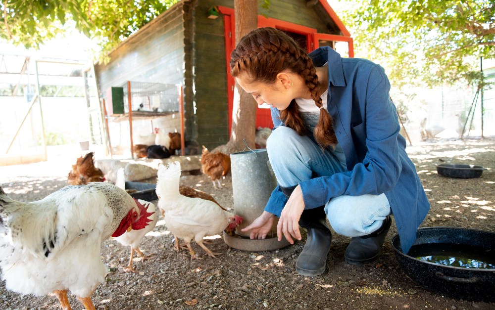 ferme-poulet-rotisserie